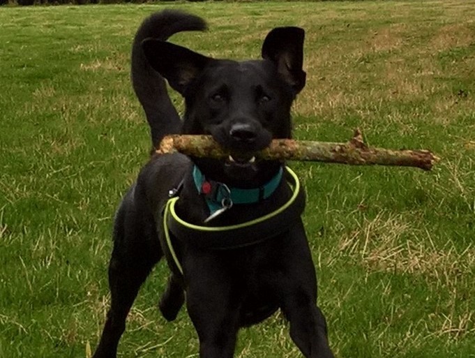 Dexter, a much-loved Labrador