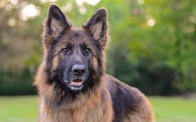 Long Hair Alsatian