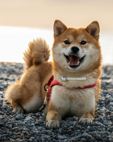 Happy dog facial expression