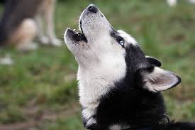 Howling dog