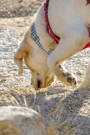 Dog sniffing ground