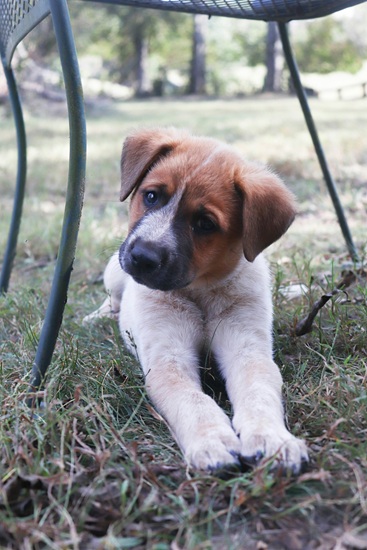 Submissive dog facial expression